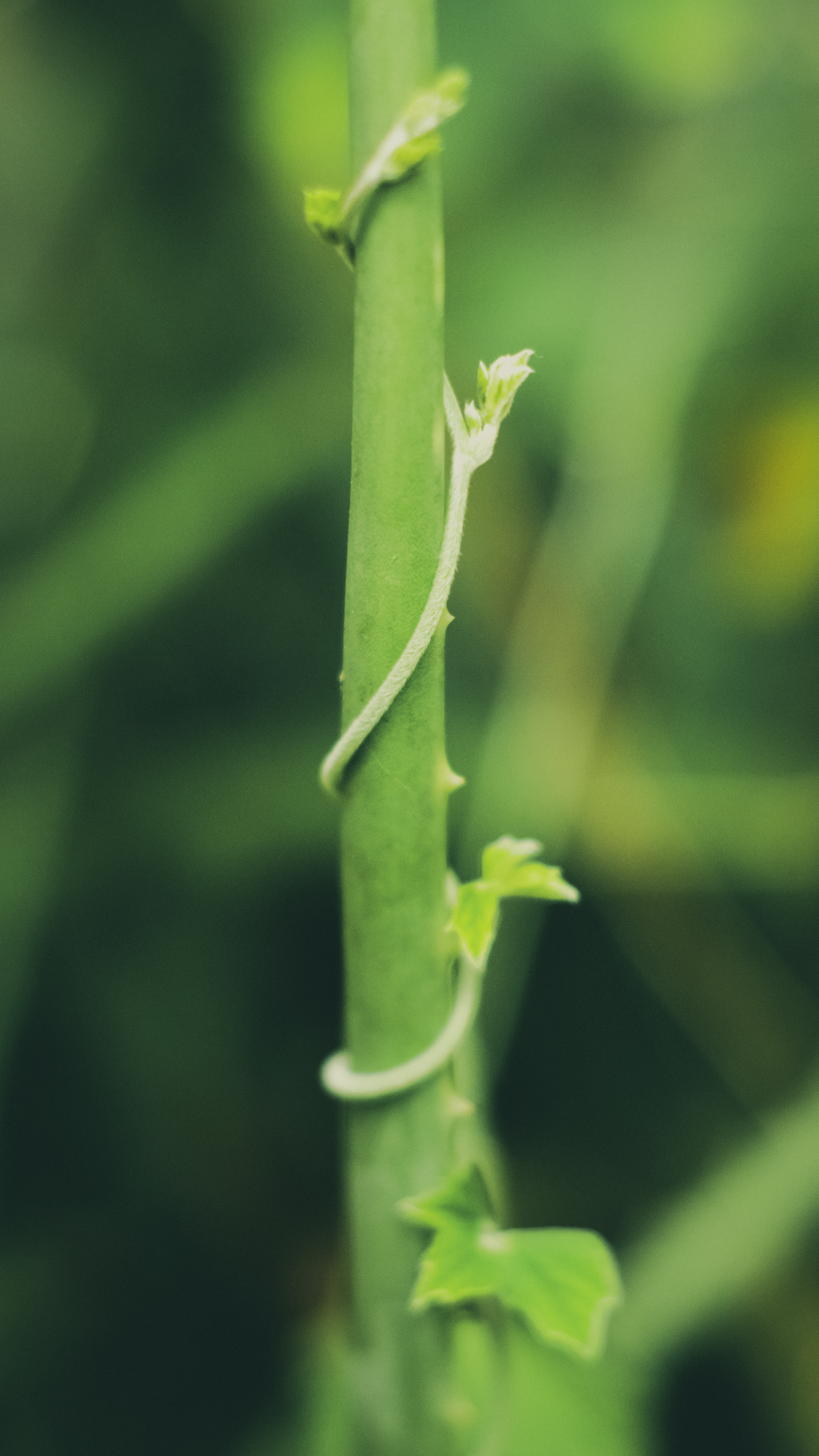 Photo by saintatelier