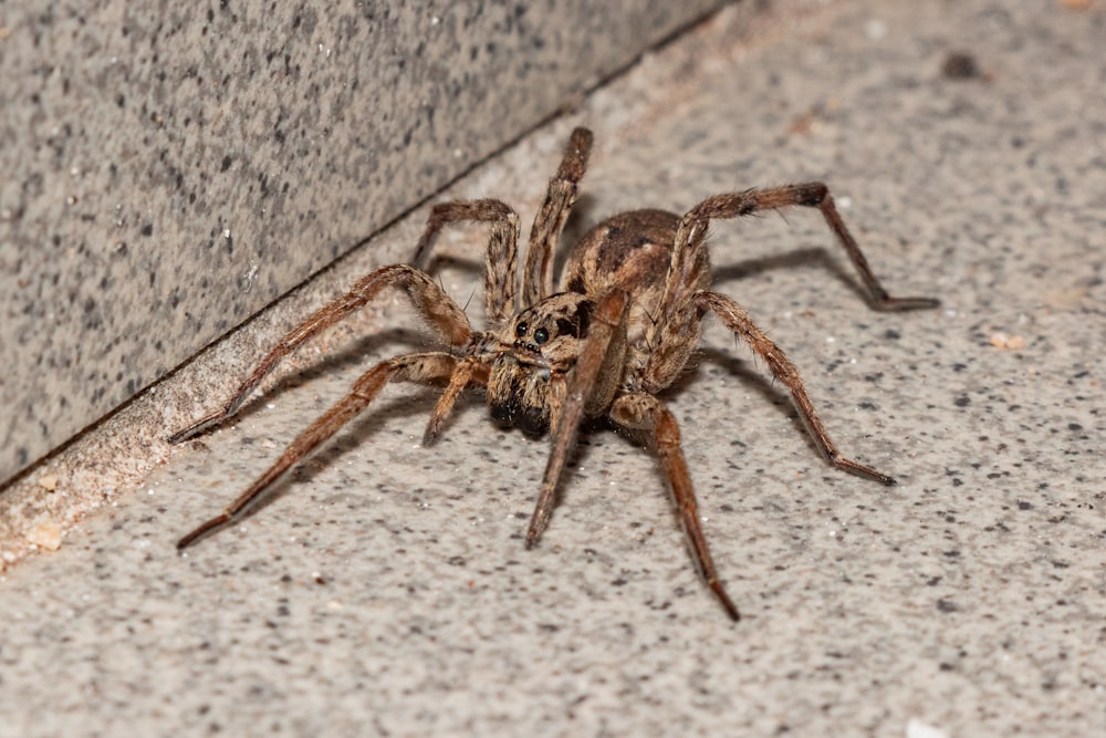 a spider on a concrete surface