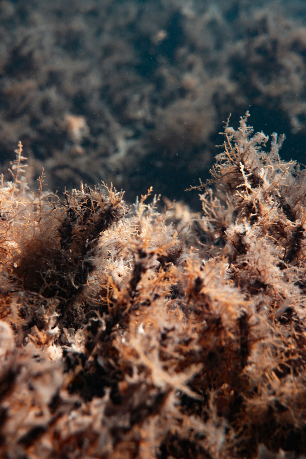 close up of a plant