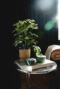 a plant on a table