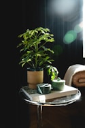 a plant on a table