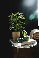 a plant on a table