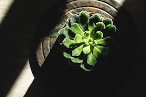 plante grasse en pot vue du dessus avec un rayon de soleil dessus