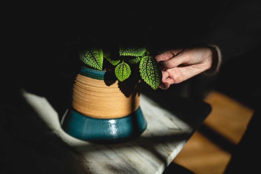 a hand holding a green and blue vase with a green plant inside