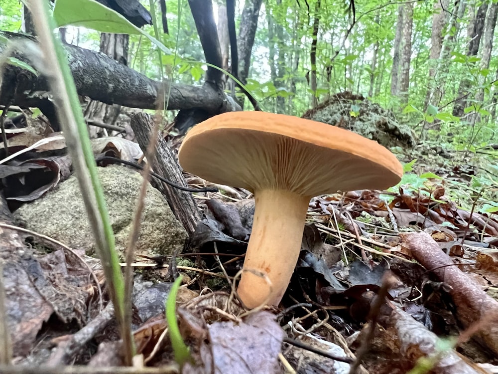 a mushroom growing in the woods