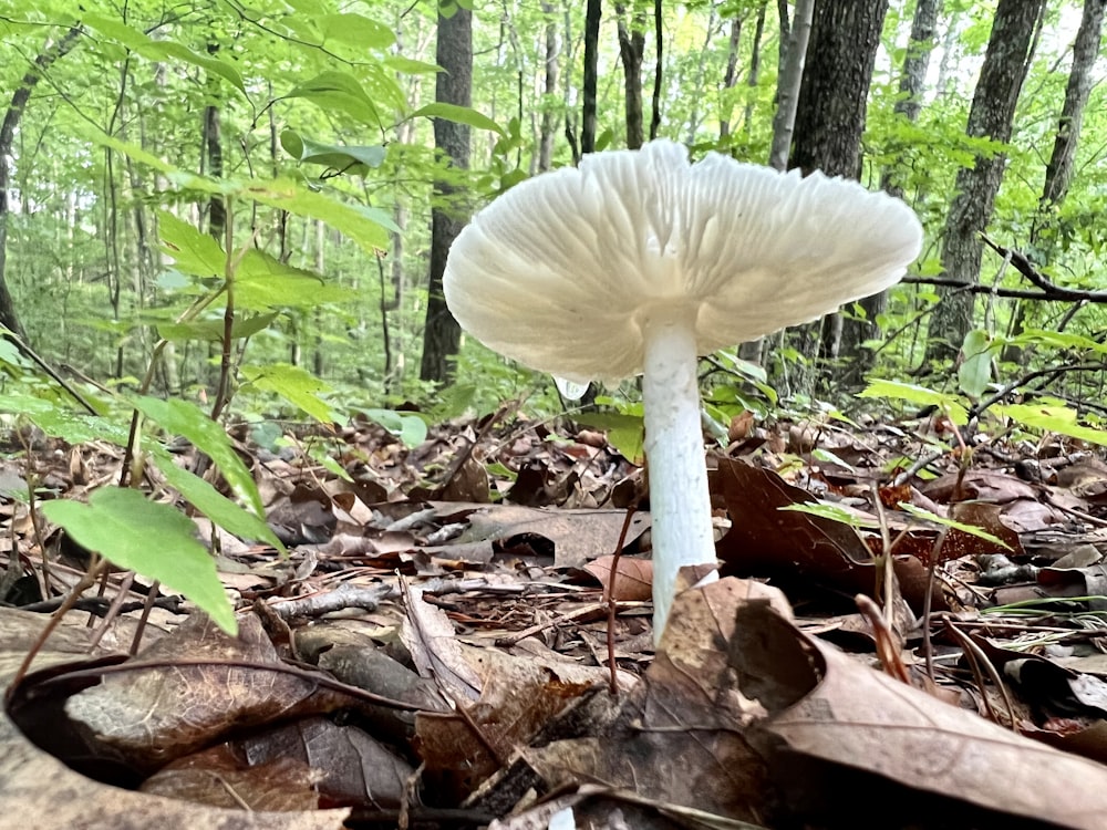 a white mushroom growing in the woods