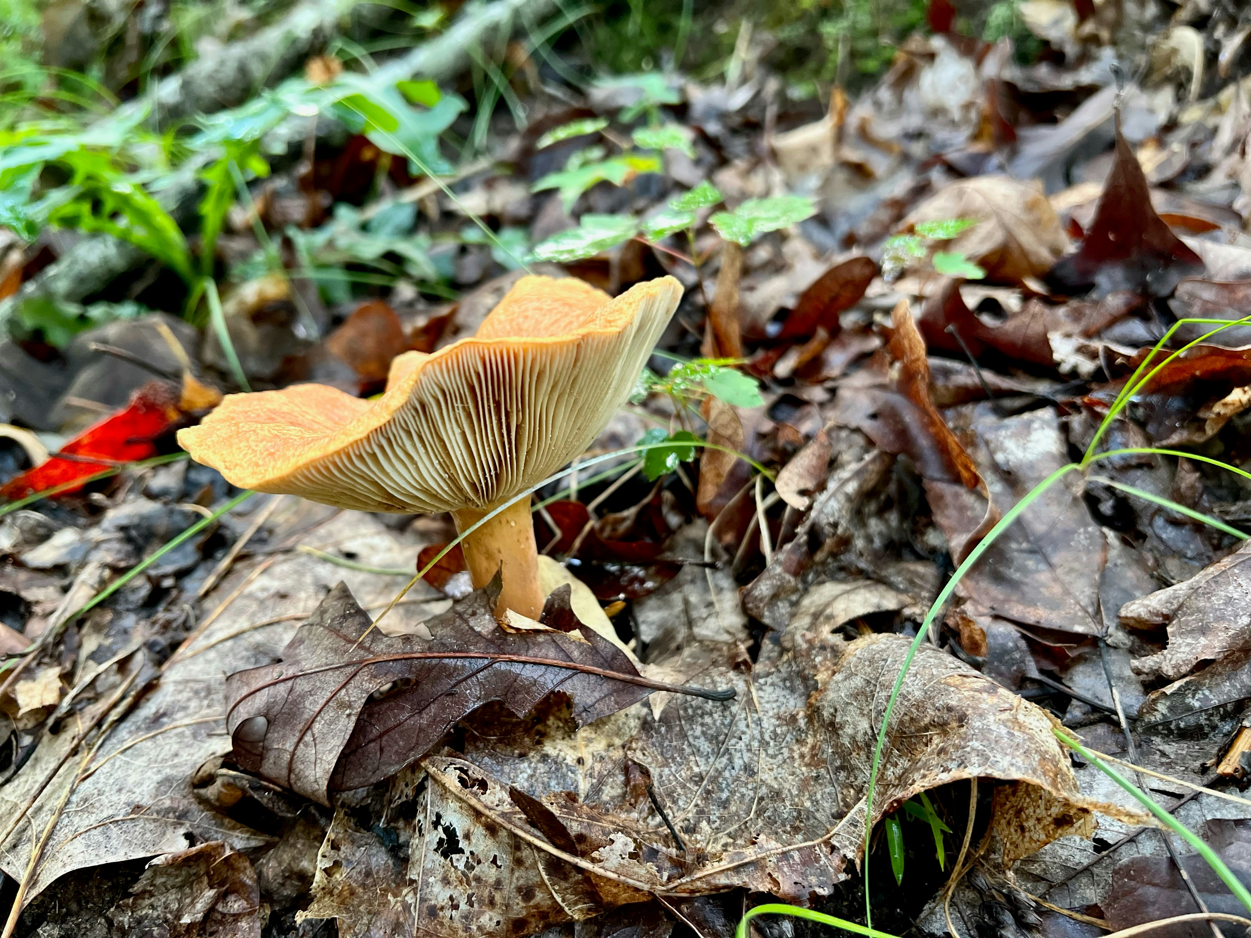 Lactifluus volemus mushroom in the forest