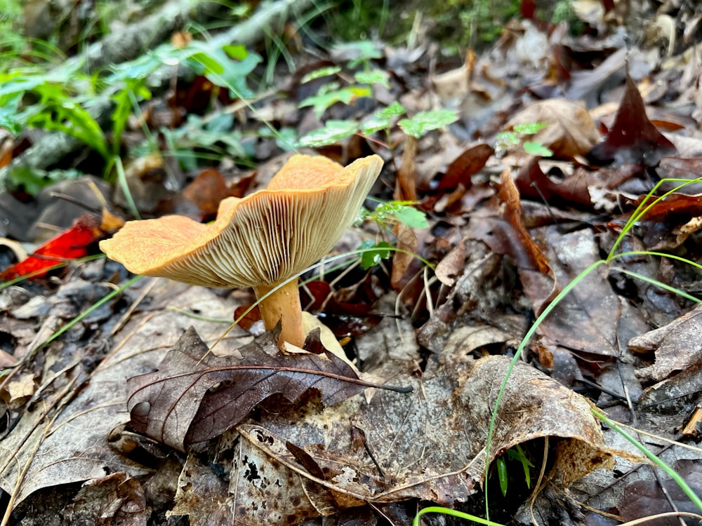 a yellow and brown leaf on the ground