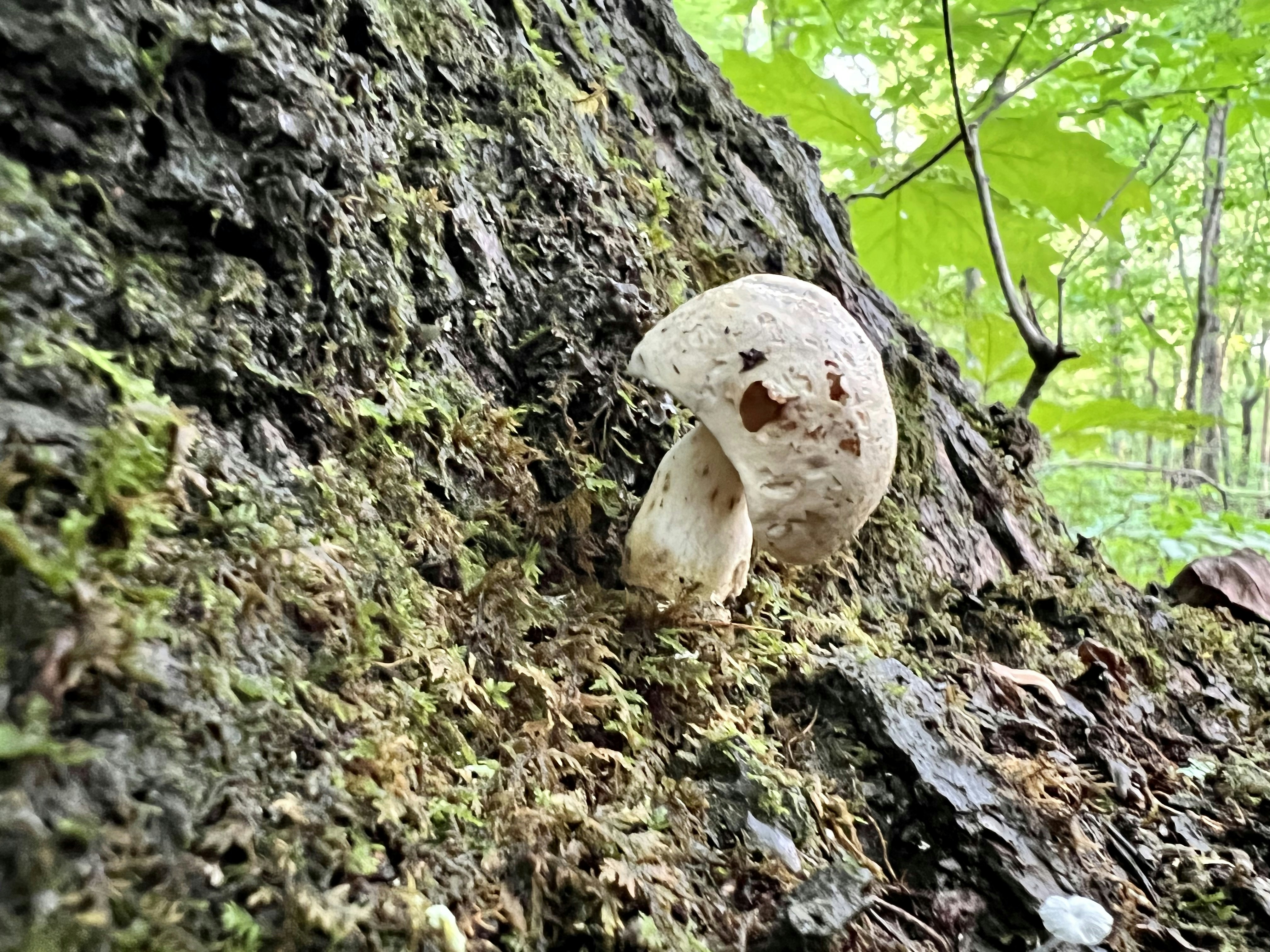 a mushroom growing on a tree, Bolete species mushroom in the forest