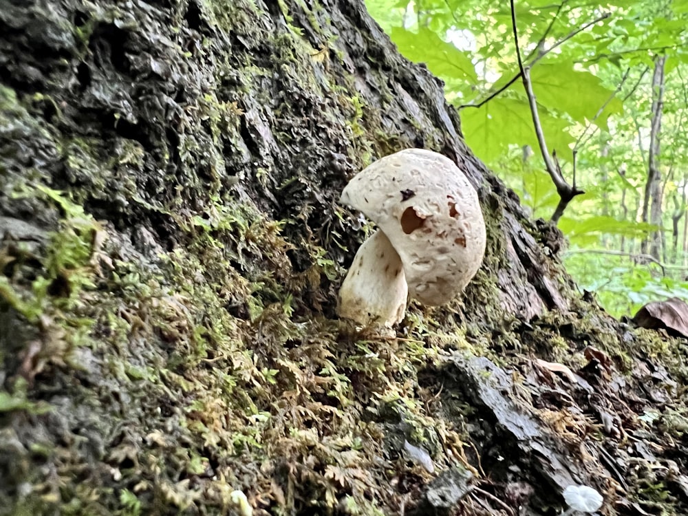 a mushroom growing on a tree