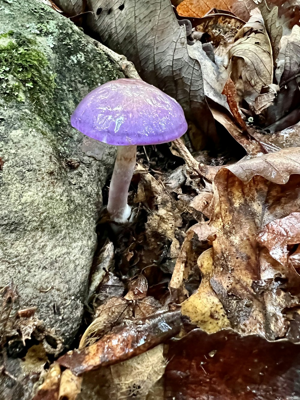 a purple mushroom growing out of a tree trunk