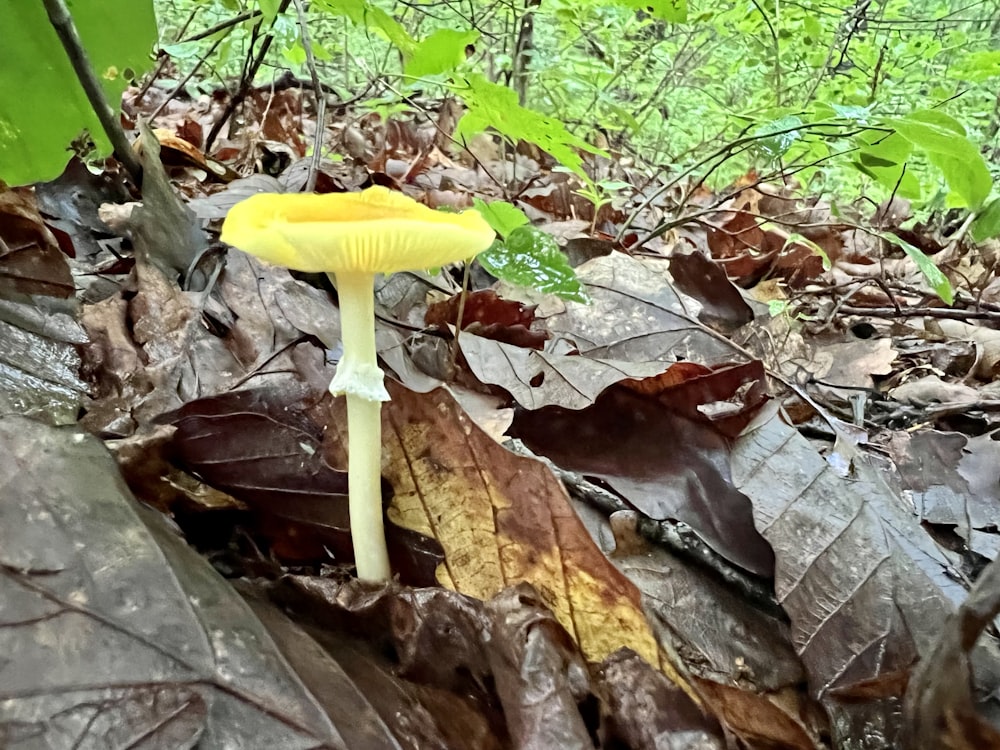 a yellow mushroom growing in the woods
