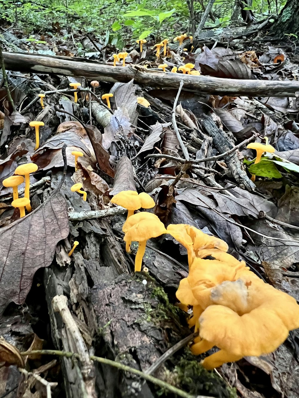 a group of mushrooms growing on a log