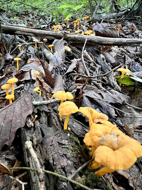 Wildkraeuter erkennen 10 essbare pflanzen am wegesrand — step-by-step visual example