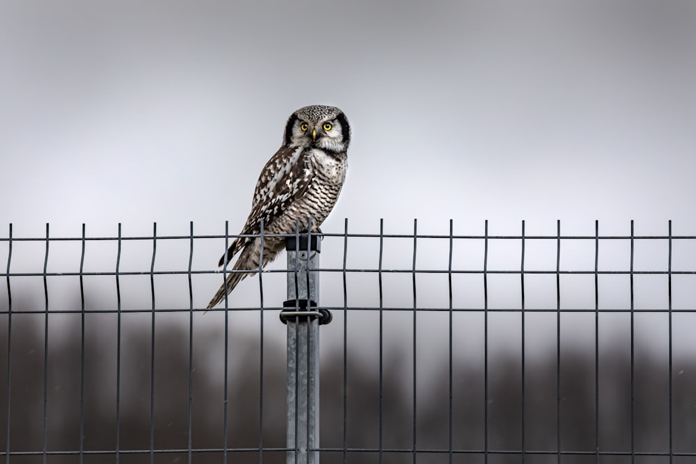 an owl perched on a fence