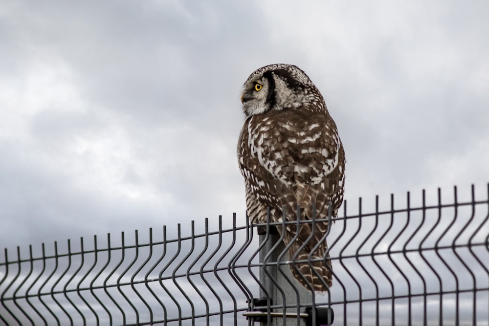 an owl perched on a fence