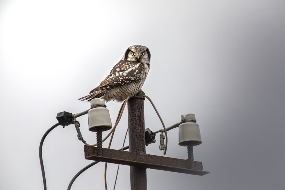 an owl perched on a camera