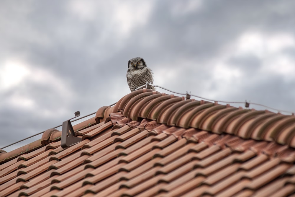 an owl sitting on a roof