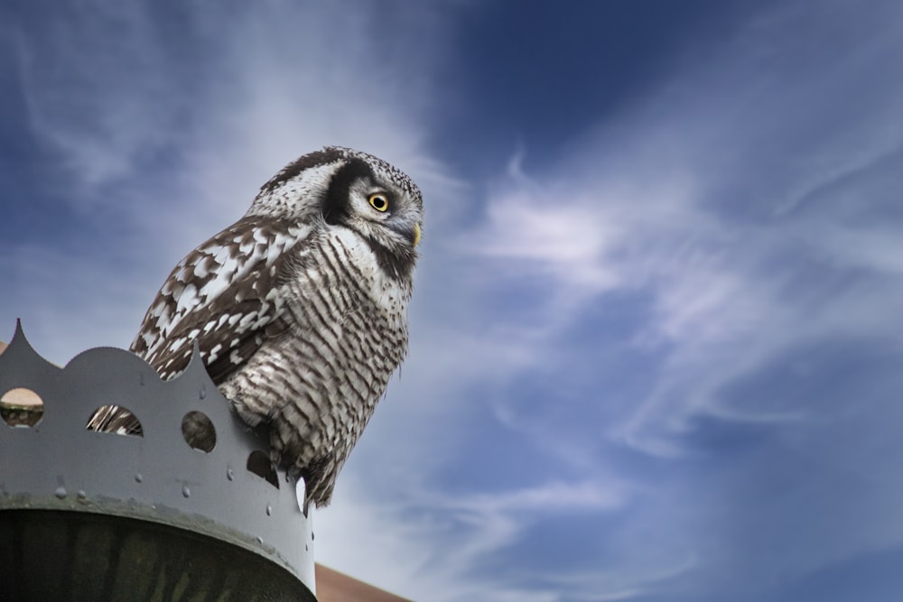 an owl on a post