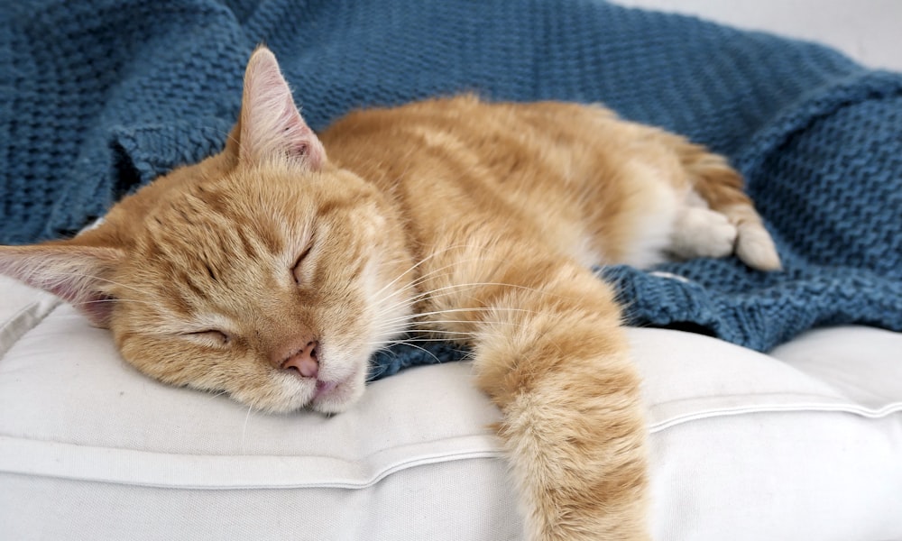 a cat sleeping on a blanket