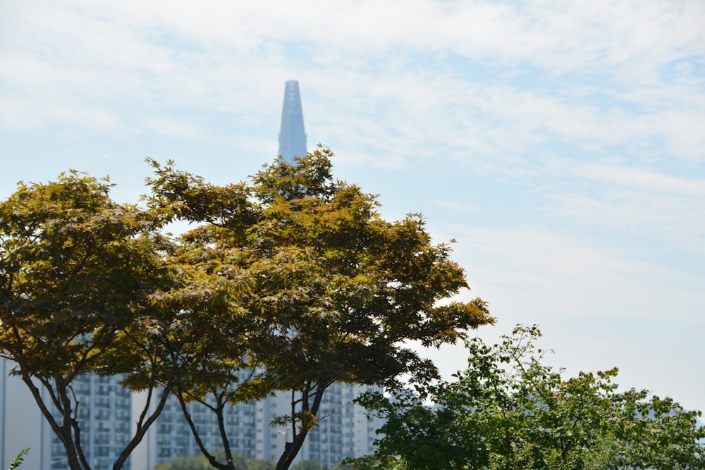 a tall building behind trees