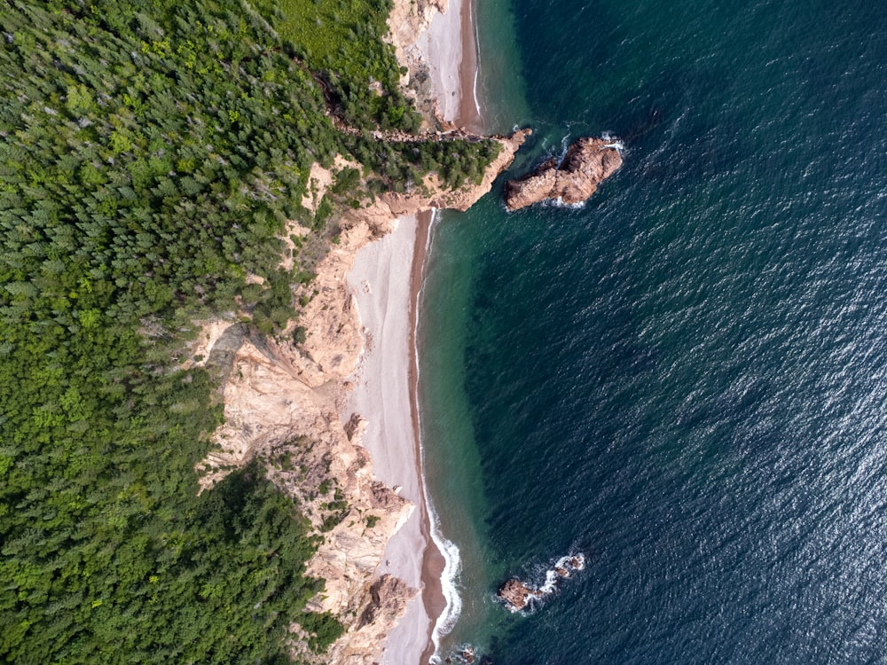 a beach with trees and grass