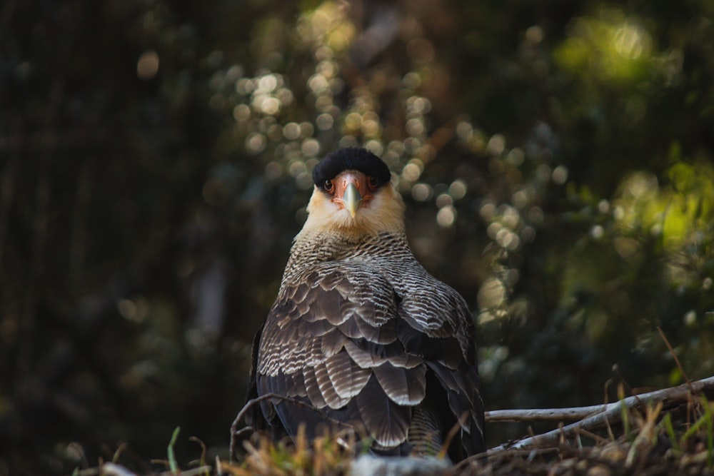 a bird sits on a branch