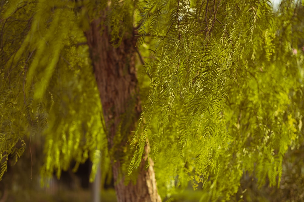 um close-up de algumas árvores