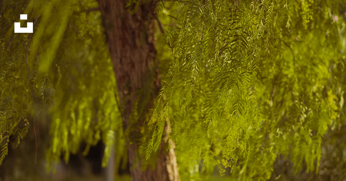 Trees Rabat A close-up of some trees photo – Free Rabat Image on Unsplash