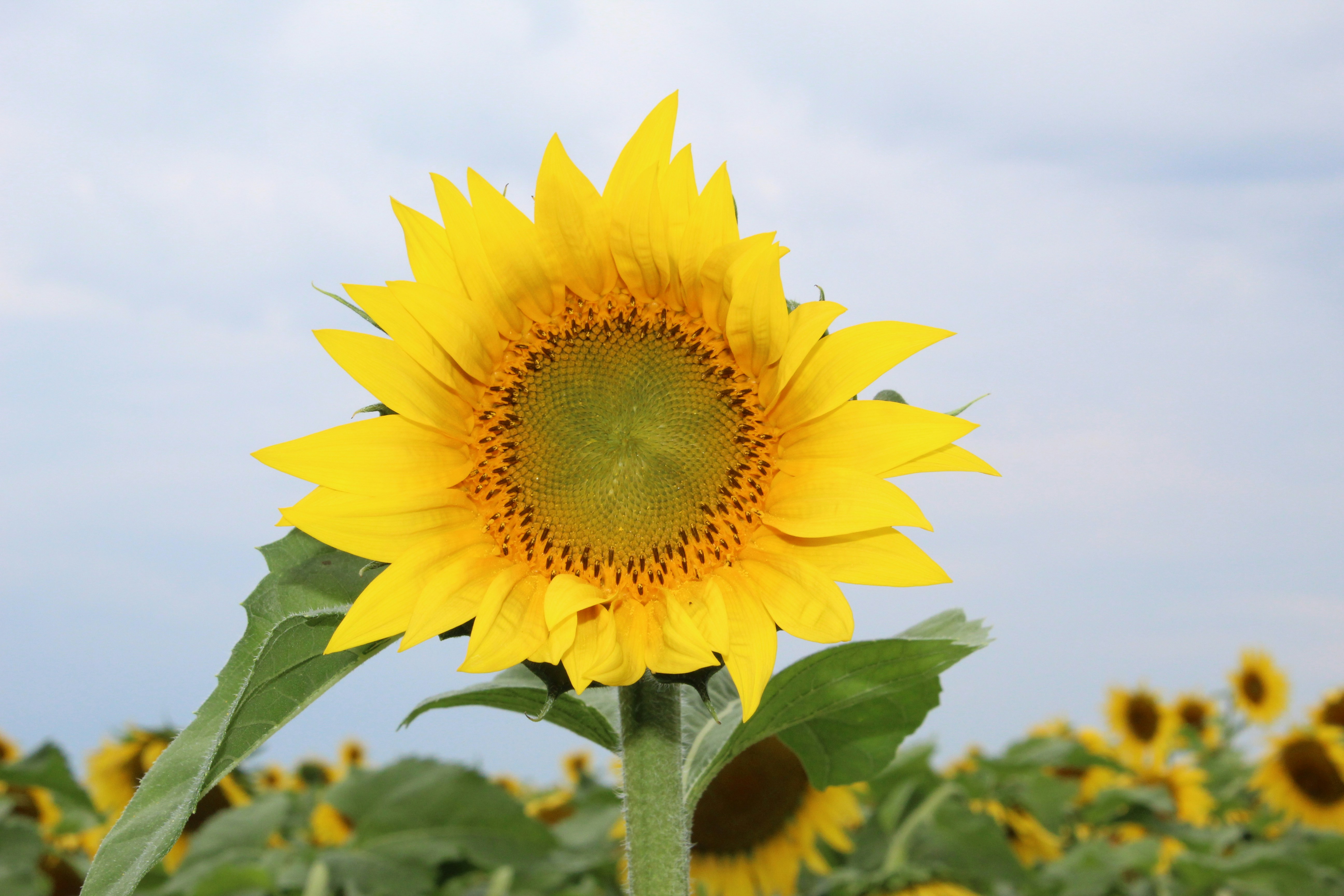 Photo by samsartdays