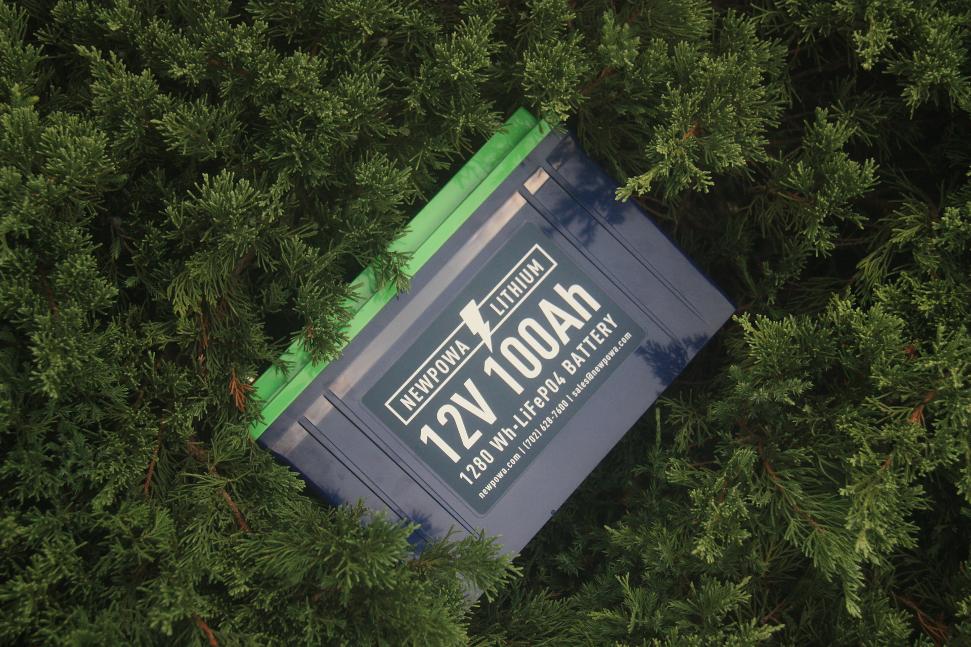 a box in a tree