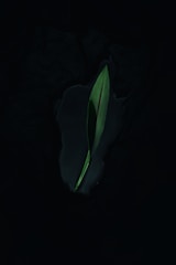 A glowing botanical leaf with neon green and matte gold highlights against a dark background.