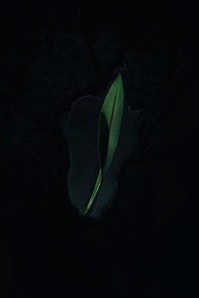 A glowing botanical leaf with neon green and matte gold highlights against a dark background.