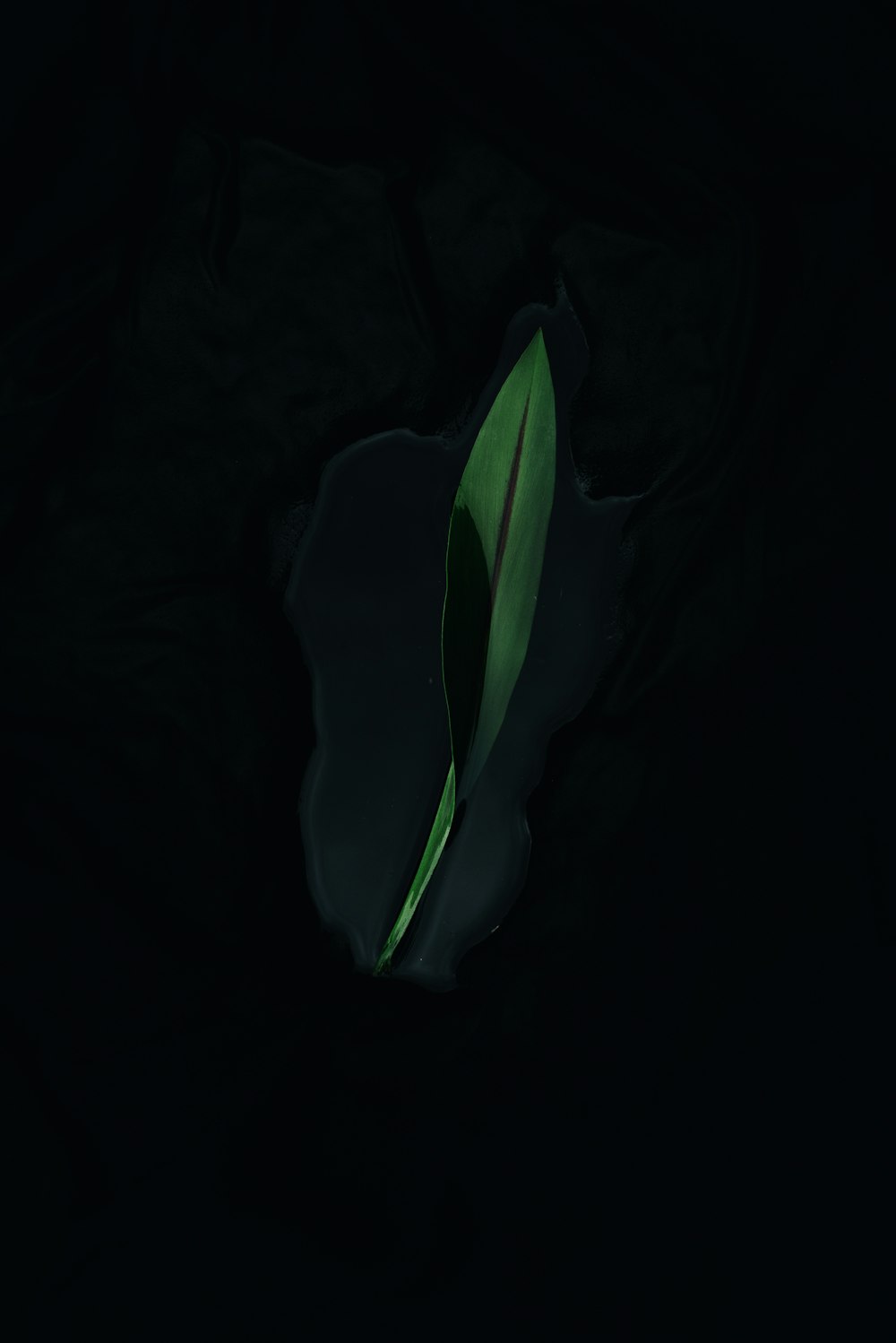 a green leaf on a black background