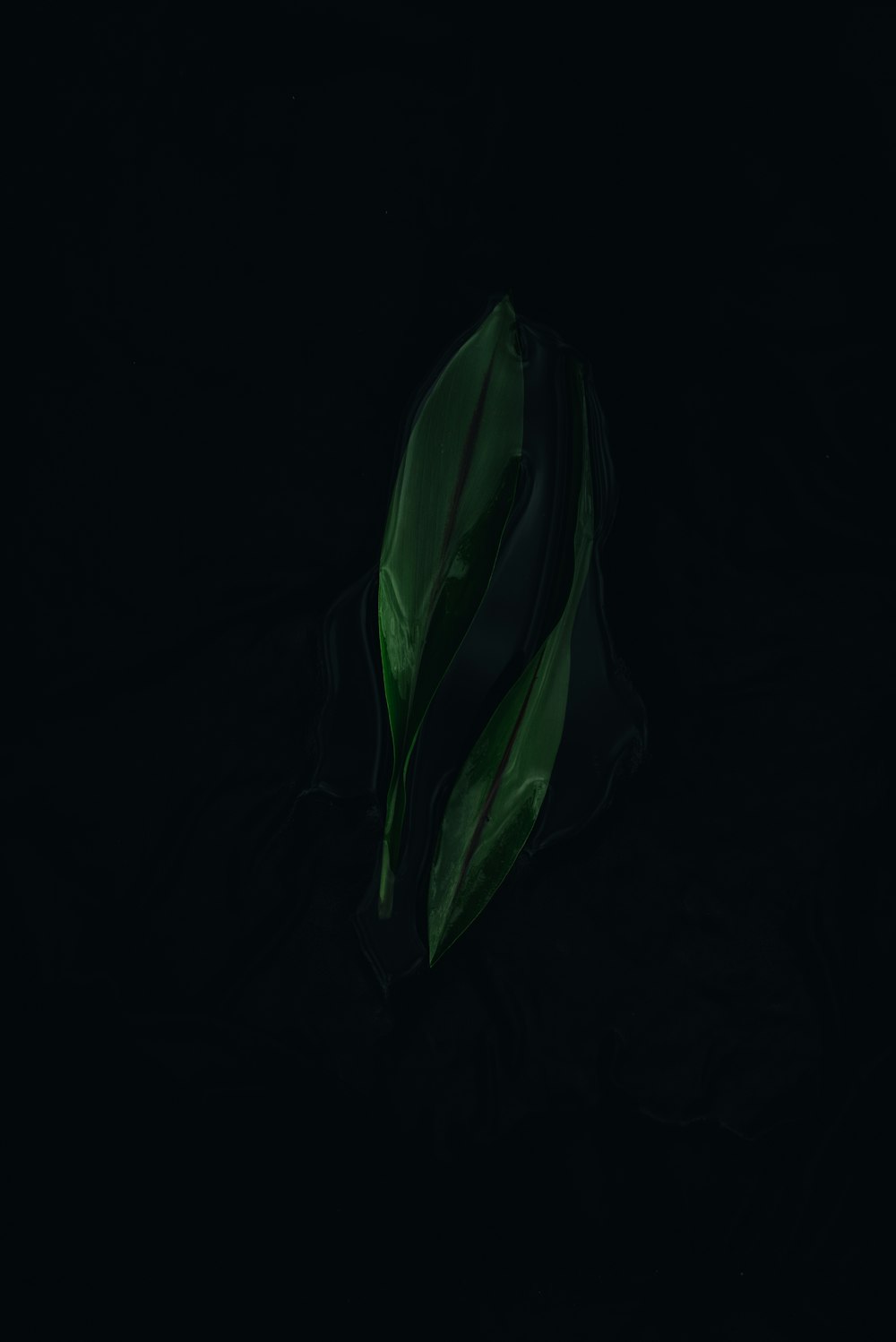 a green leaf on a black background