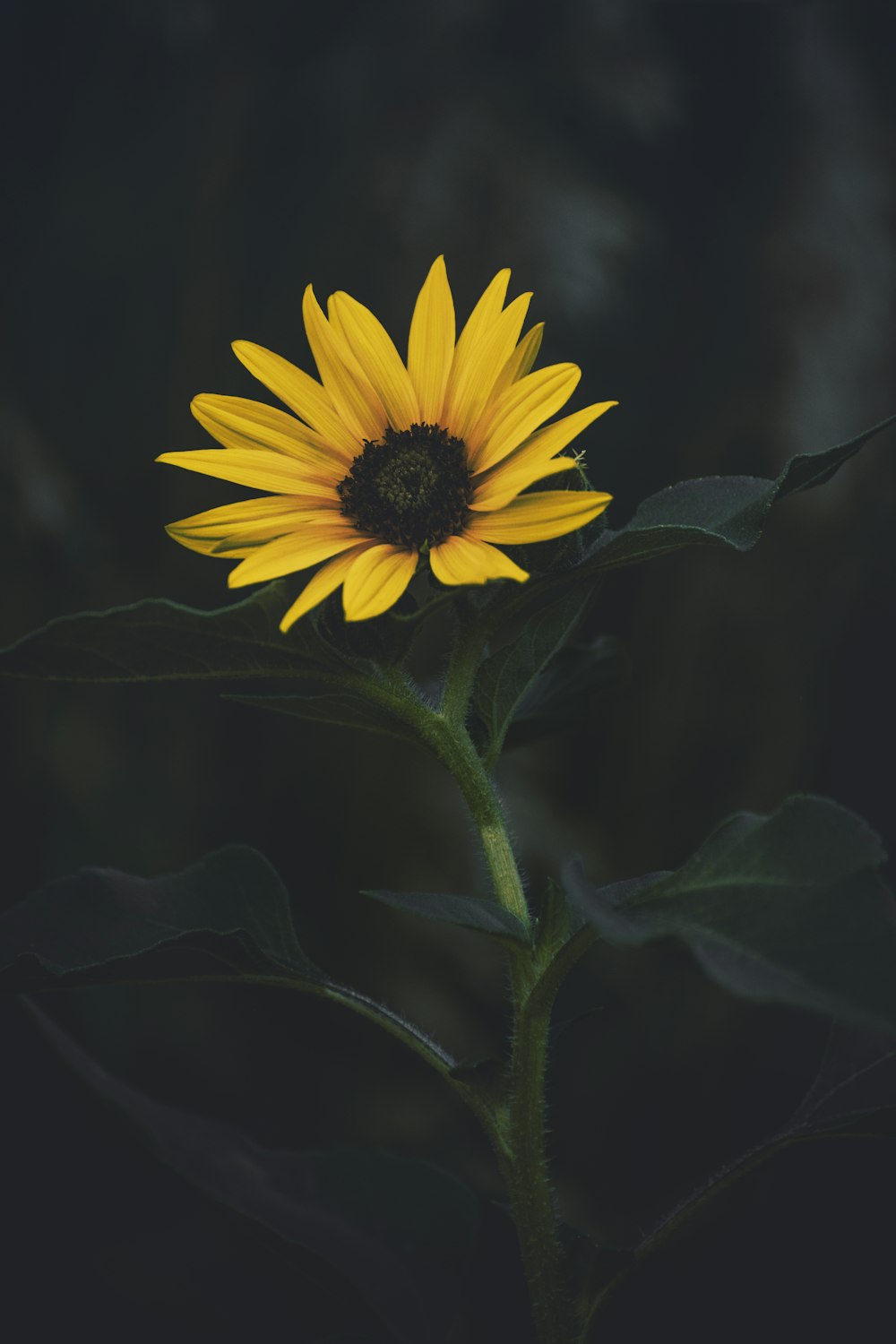 a yellow flower with a black center