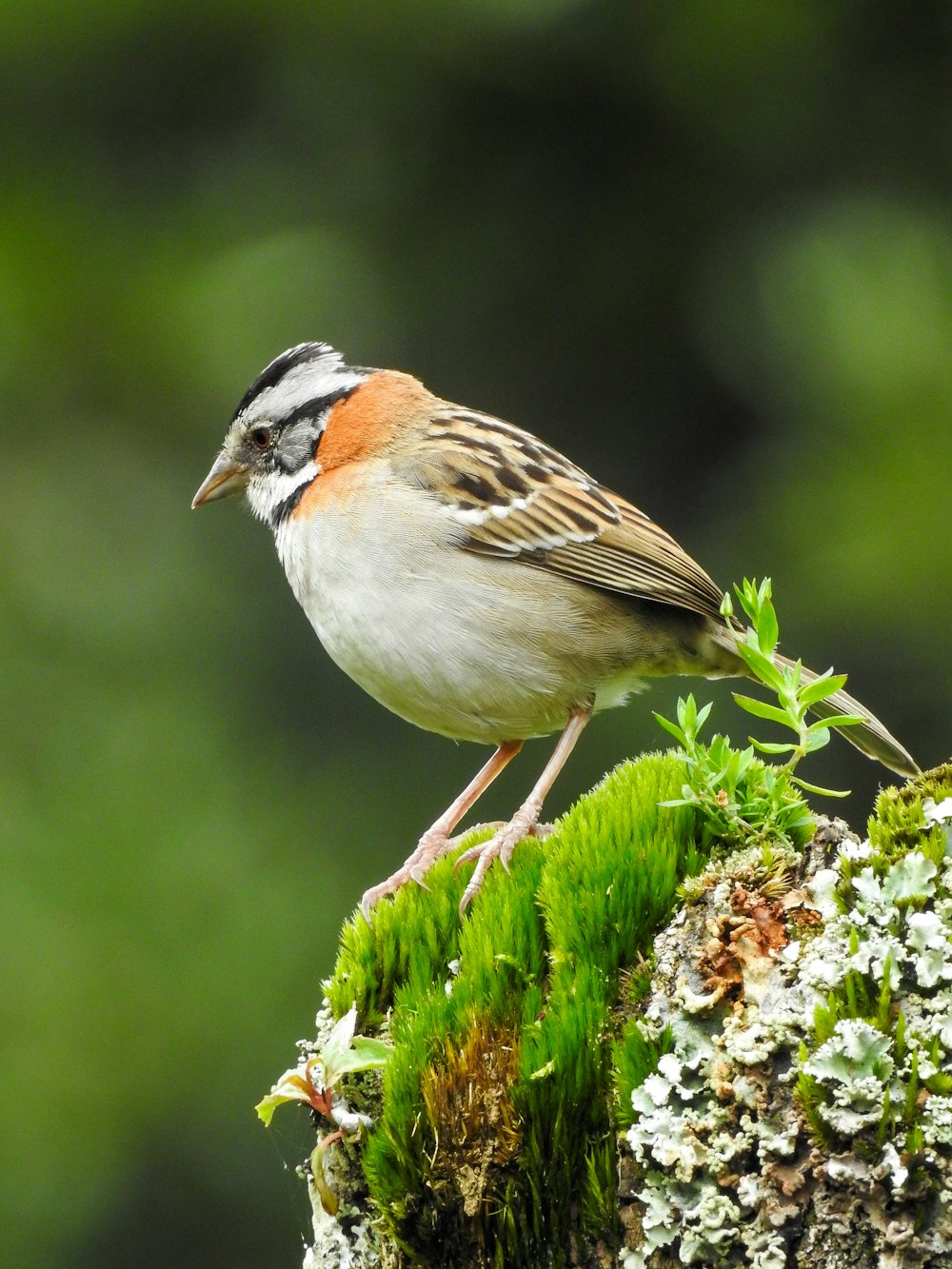 a small bird perched on a plant