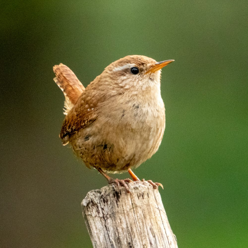 a small bird on a wood post