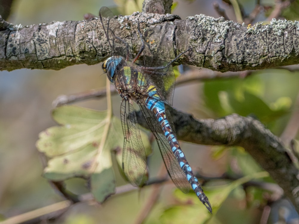 a blue and black dragonfly on a branch