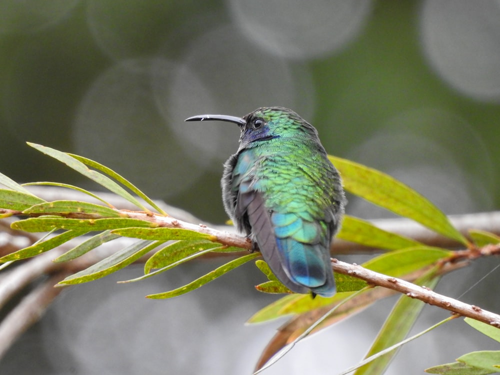 a bird perched on a branch