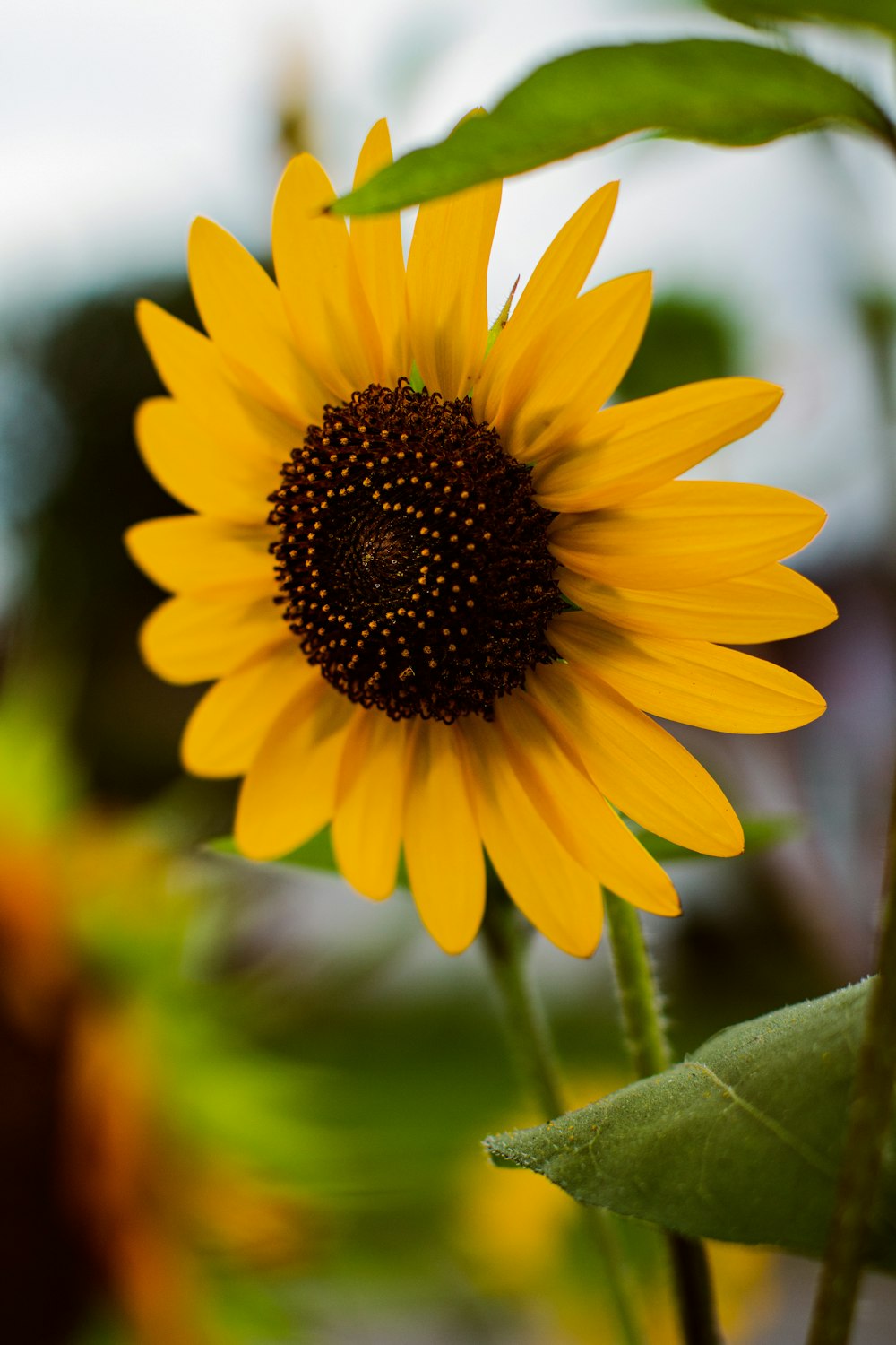 a yellow sunflower with a large center