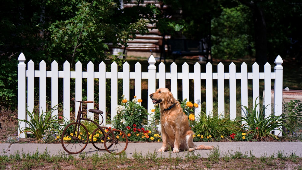 Ein Hund sitzt auf einem Bürgersteig