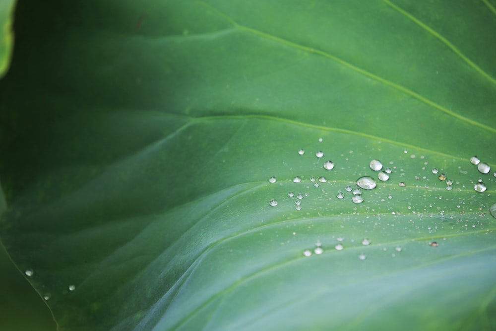 water droplets on a leaf