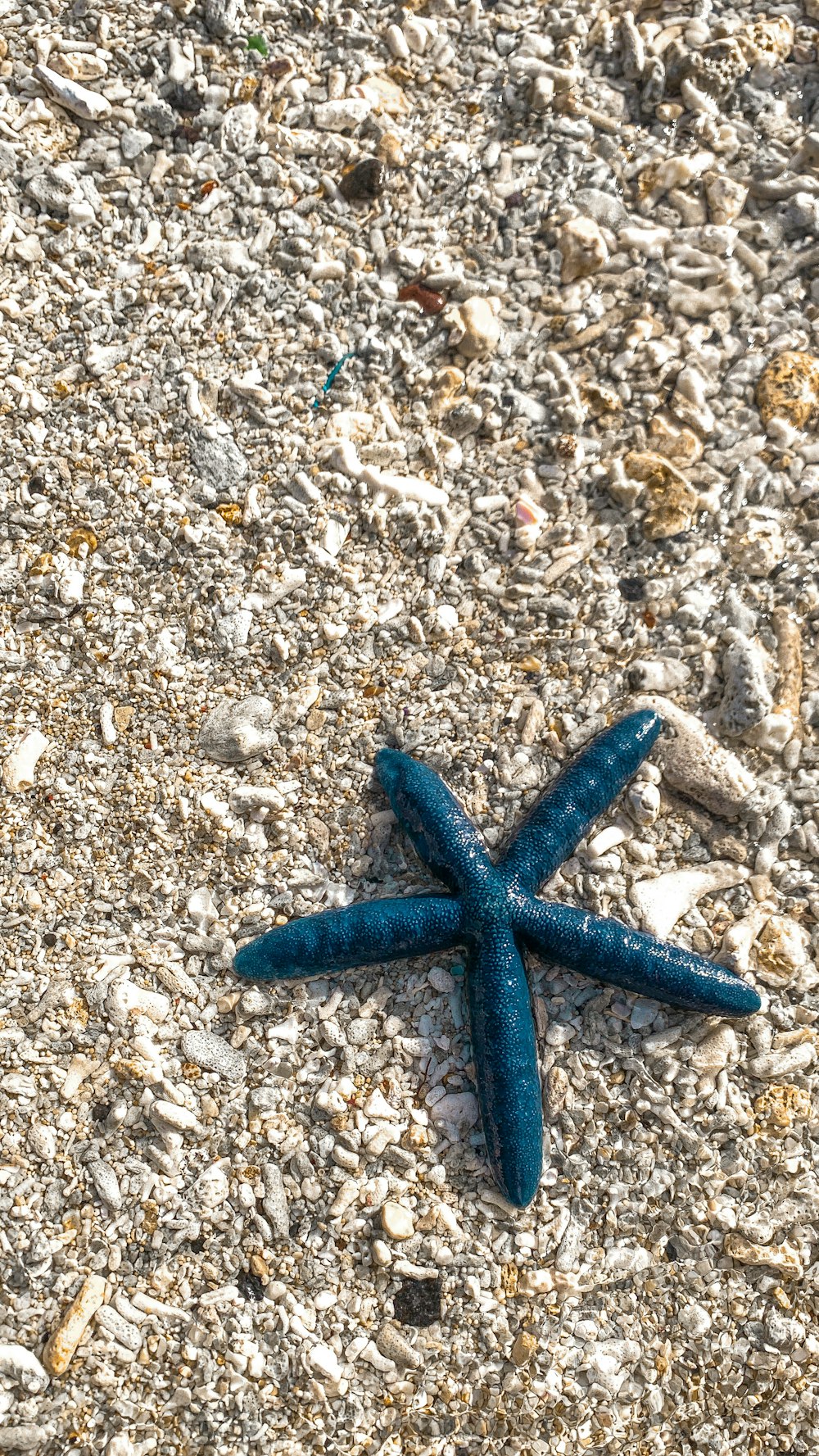 a blue star on the ground