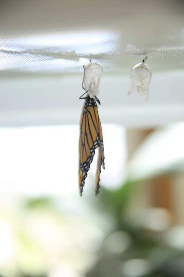 A serene butterfly emerging from a glowing chrysalis symbolizing transformation and renewal.