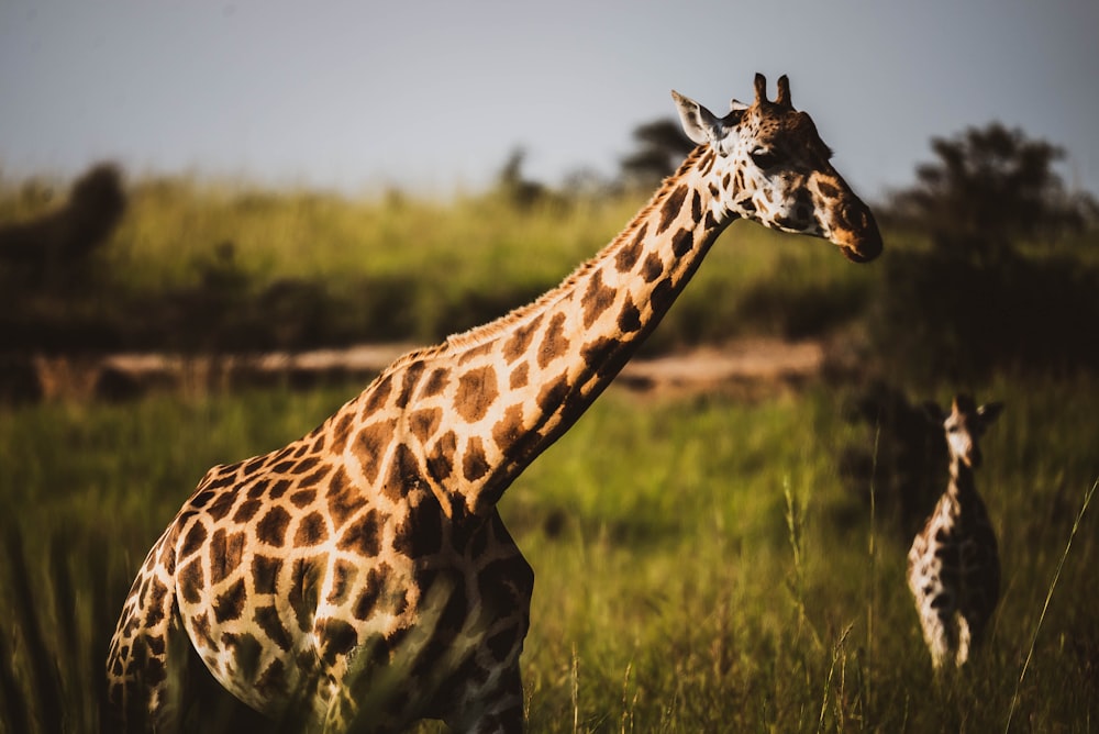 a giraffe and a baby giraffe in a grassland