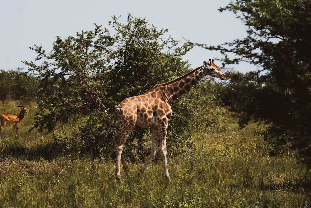 a giraffe standing in a grassy field