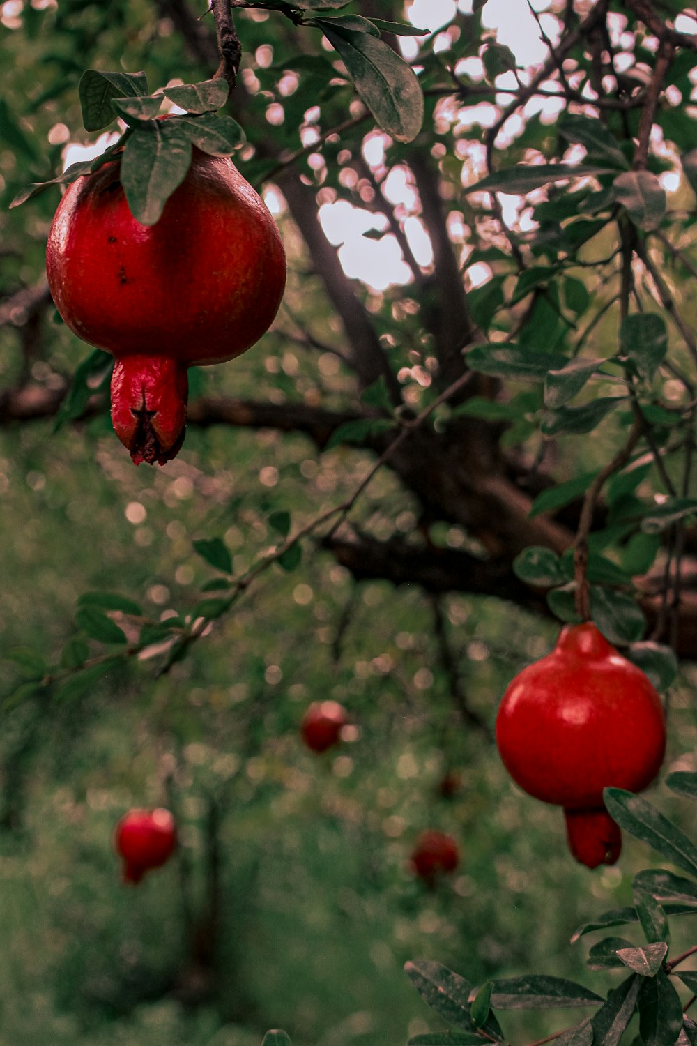 a tree with red apples