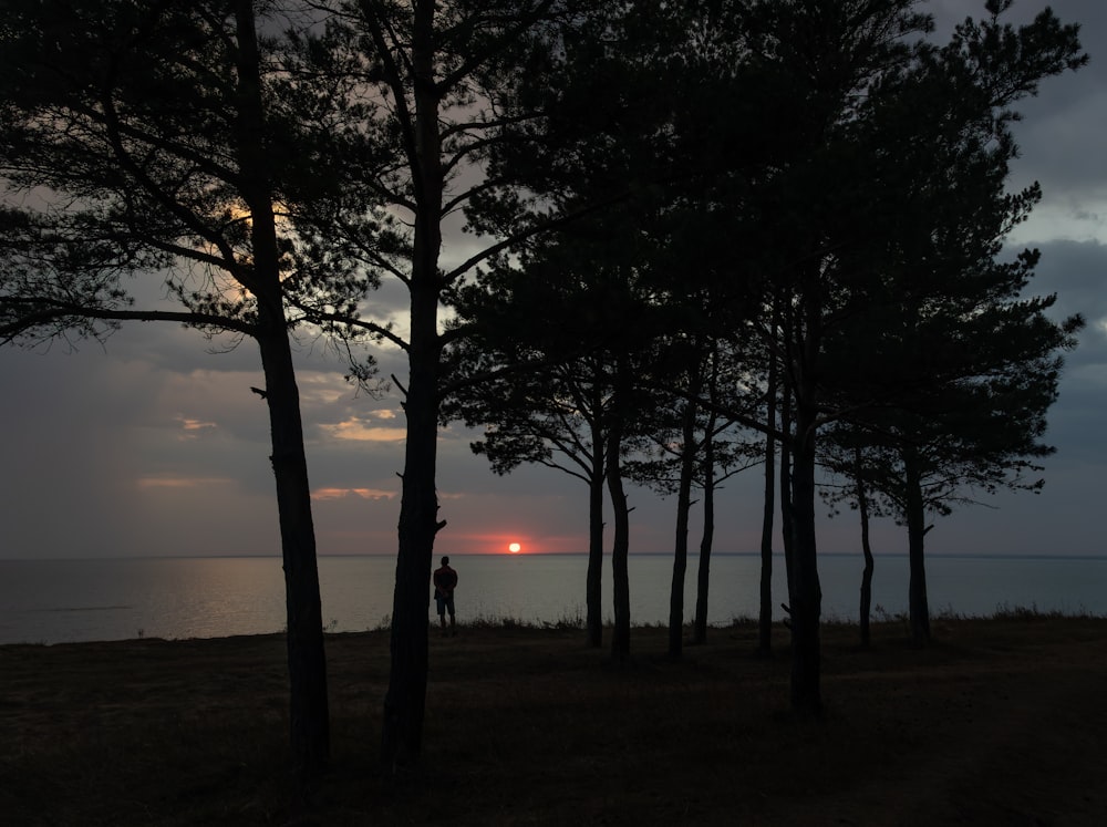 a person standing next to a group of trees with a body of water in the background