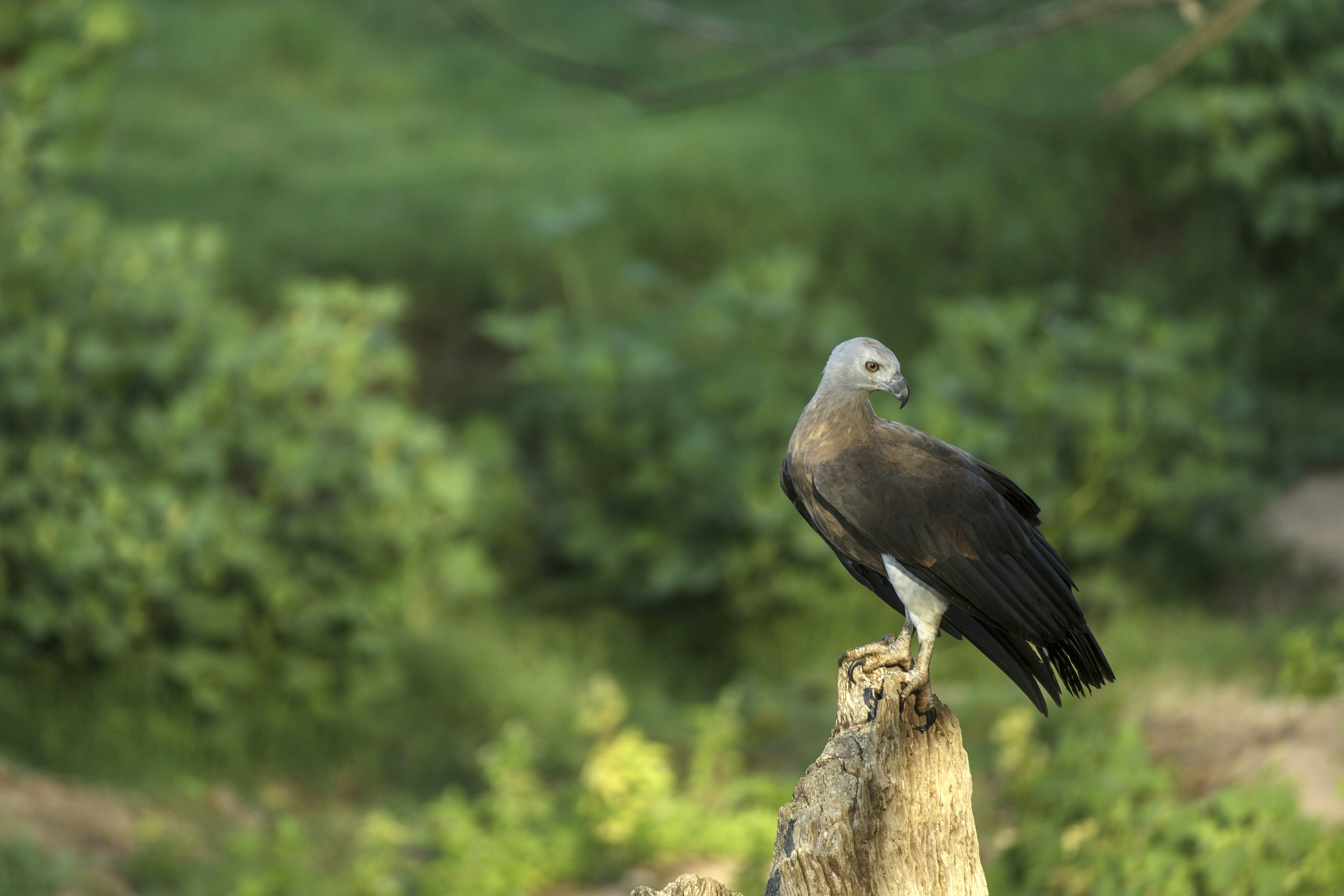 Photo by rohit_varma